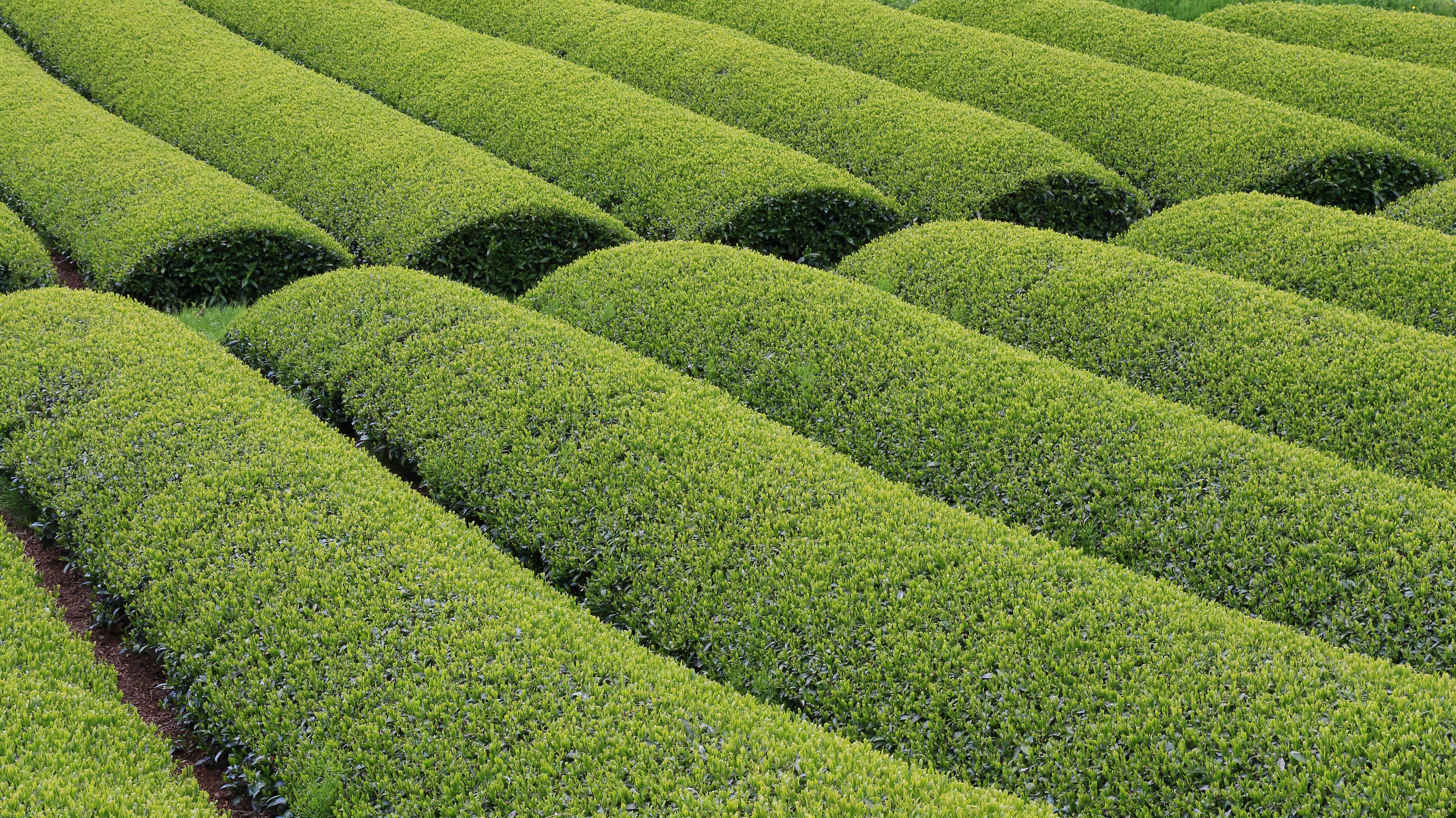 Japanese Tea, from Tradition to Innovation