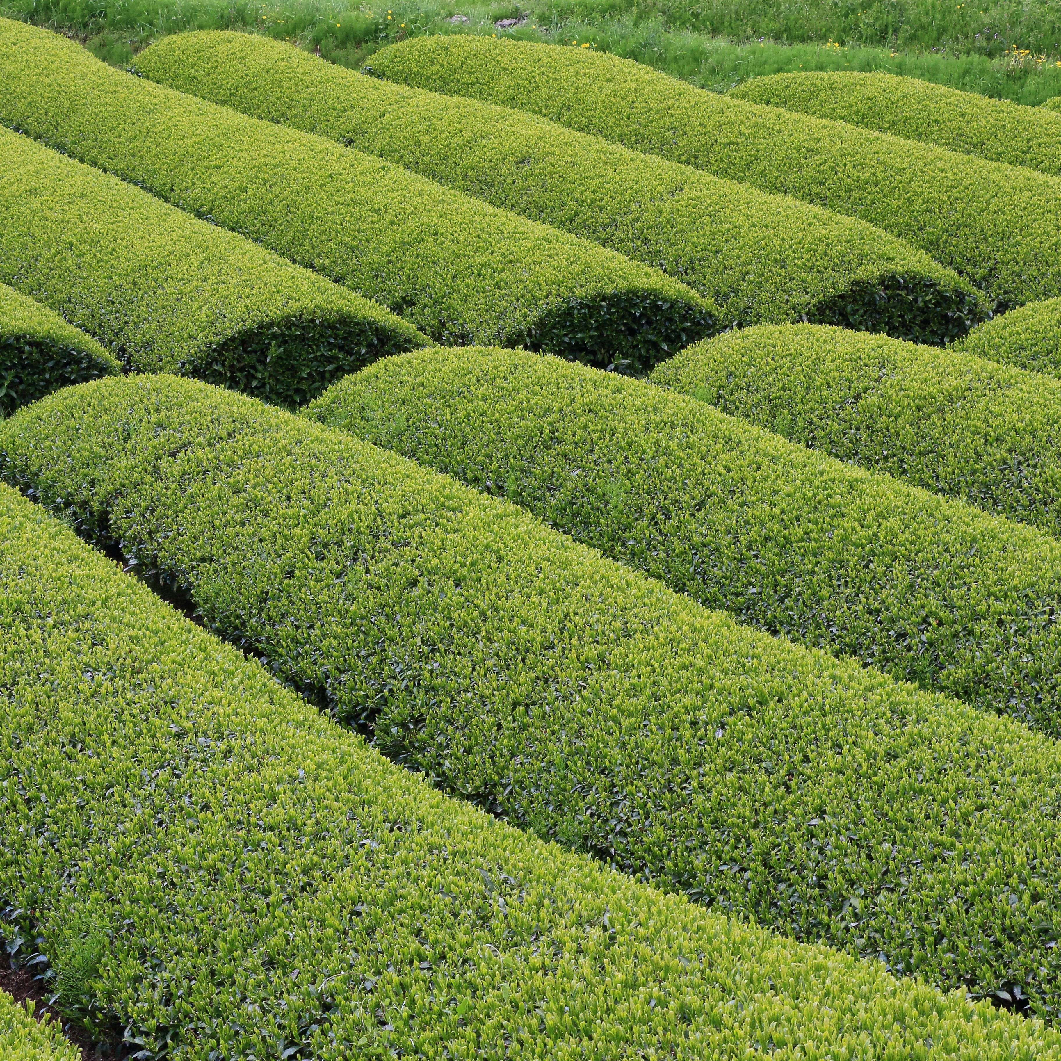 Japanese Tea, from Tradition to Innovation