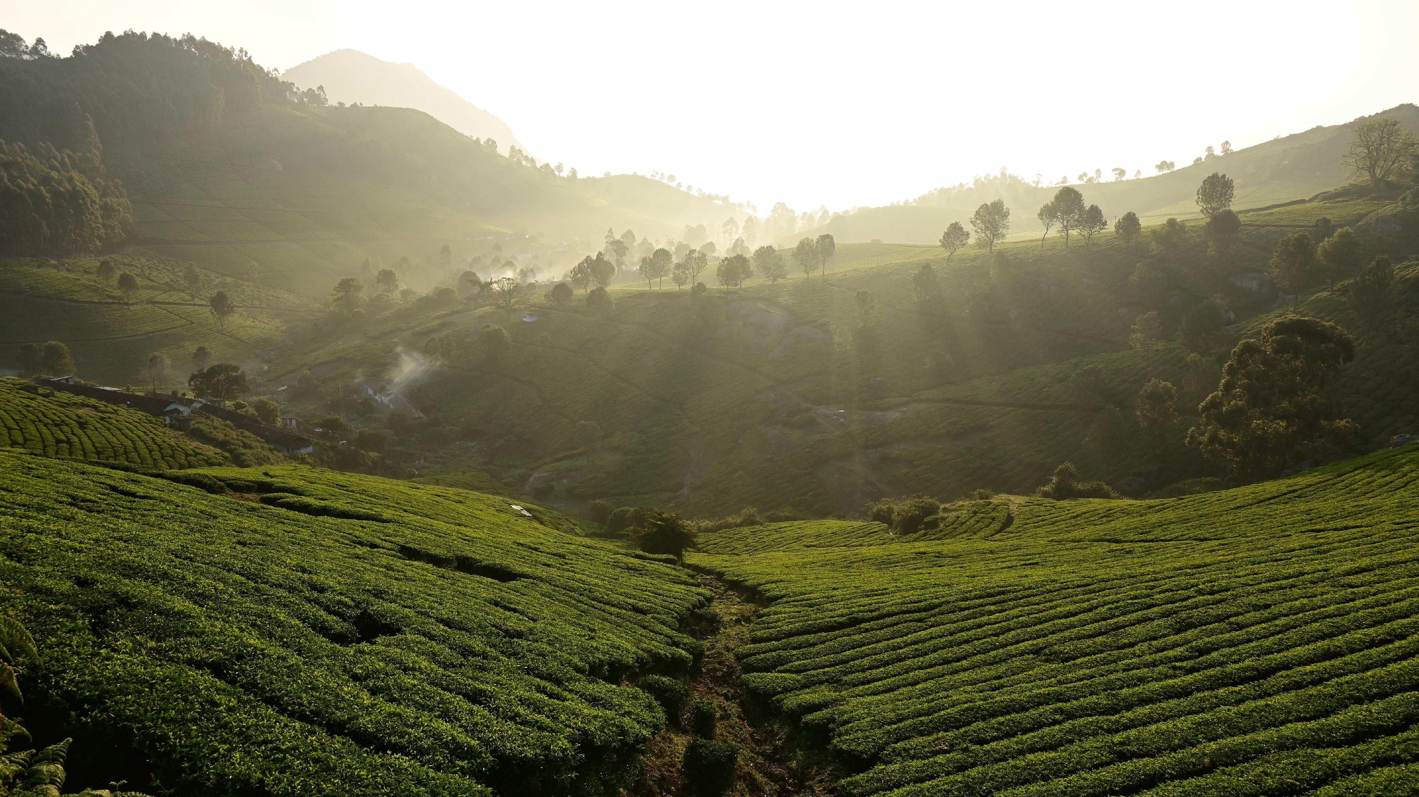 India's Vibrant World of Tea