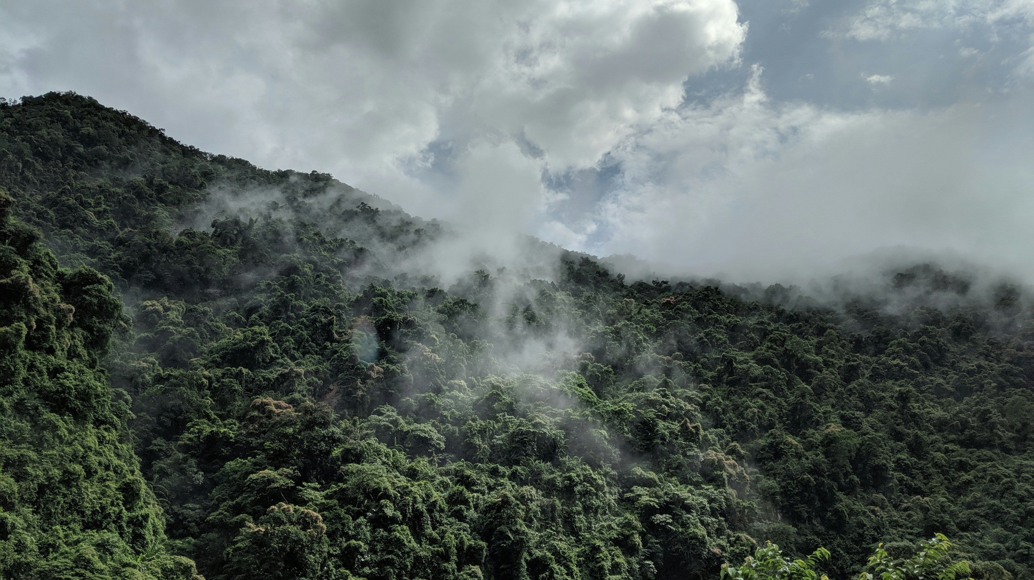 The excellence of Taiwanese tea