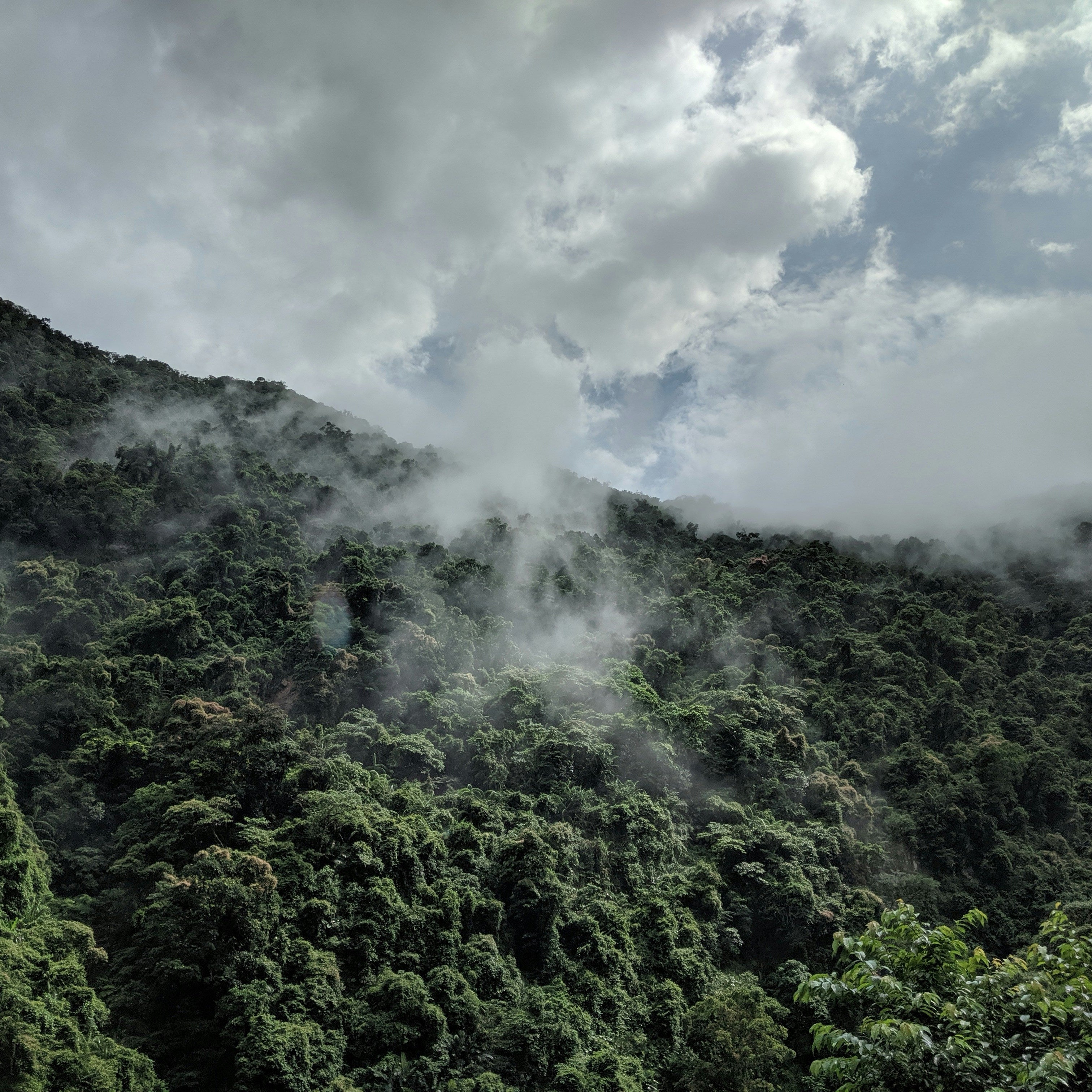The excellence of Taiwanese tea
