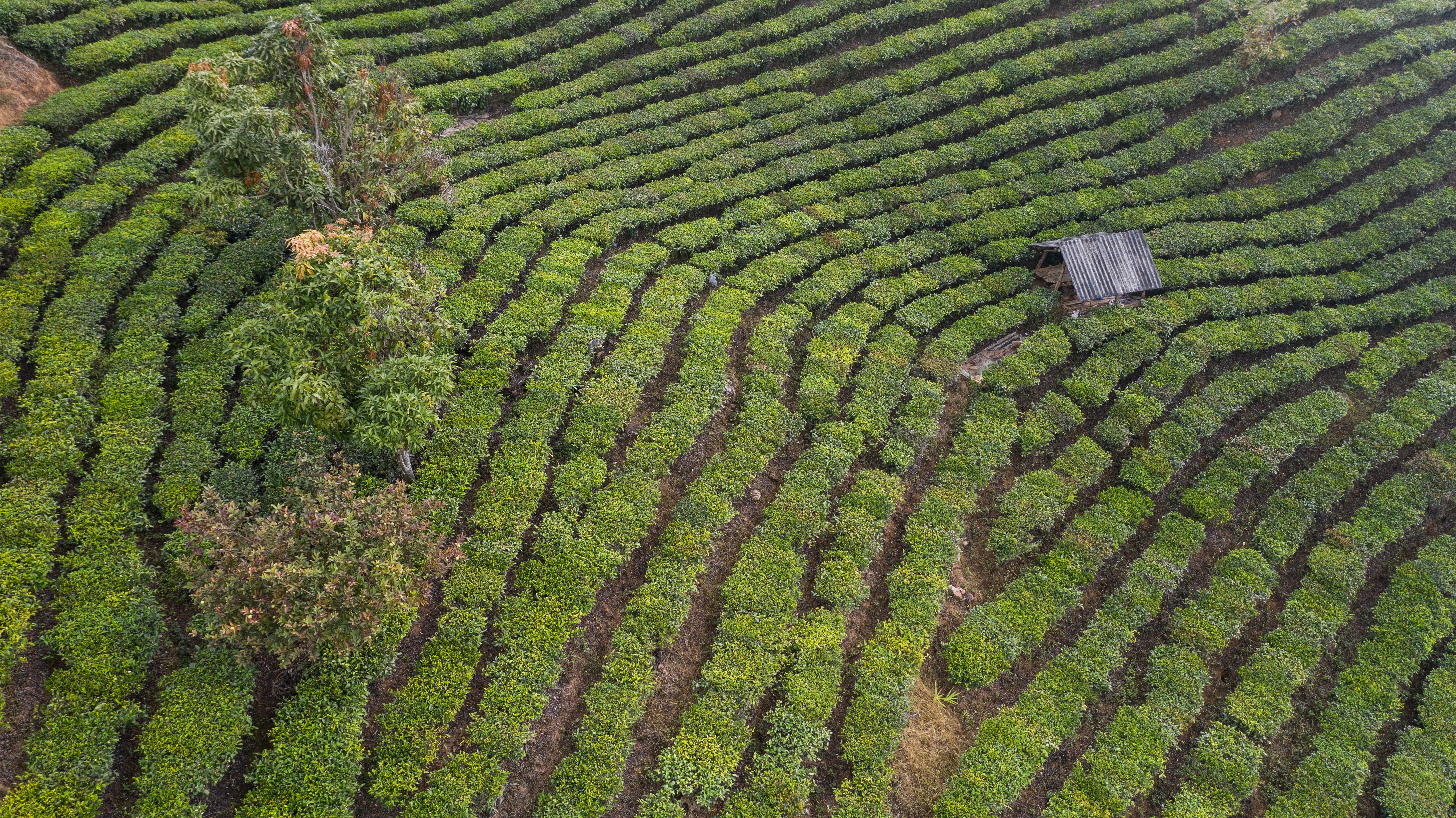 The Timeless Journey of Chinese Tea