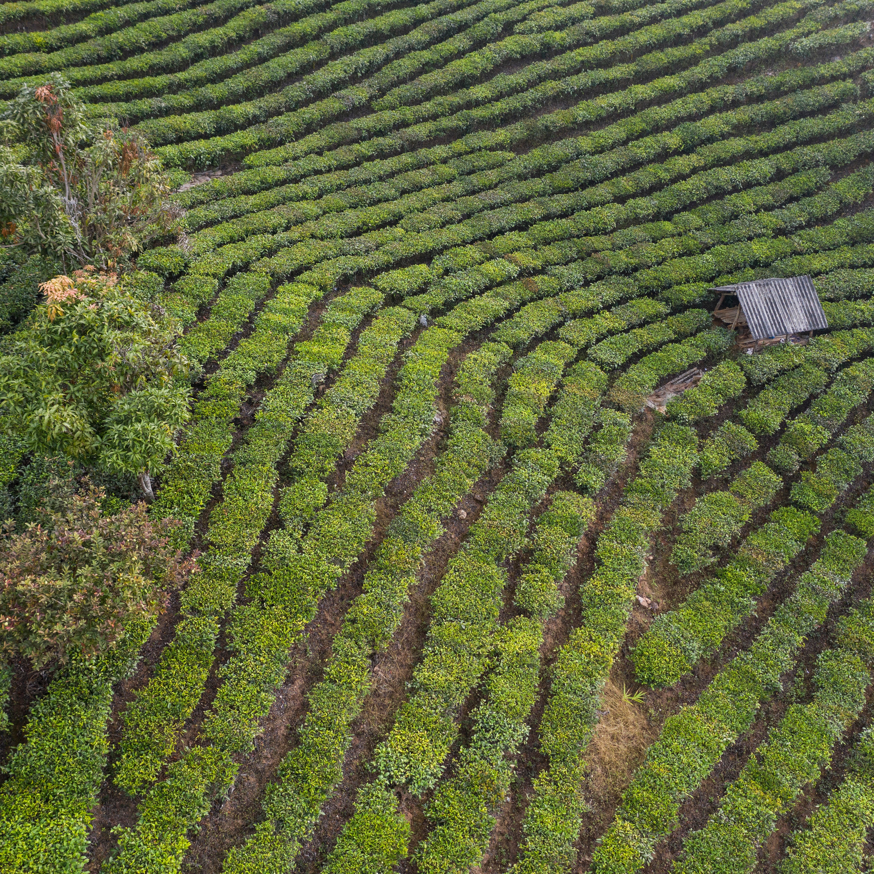 The Timeless Journey of Chinese Tea